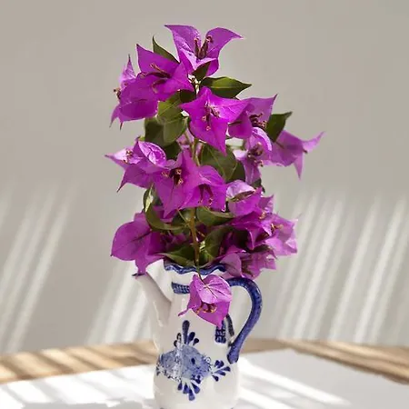 Hotel Moshinos Ayvalı